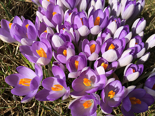 Fotografi på lila blommor